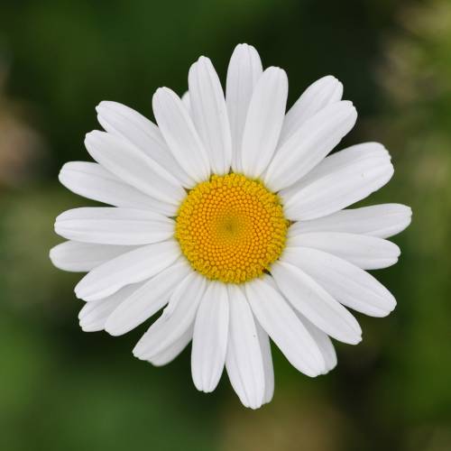 Marguerite commune