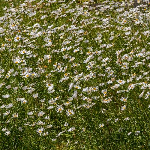 Marguerite commune