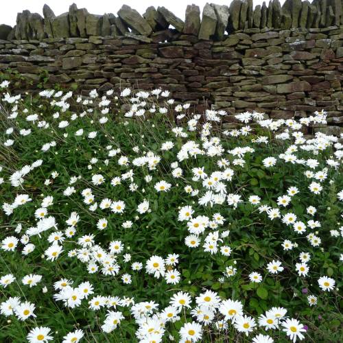 Marguerite commune
