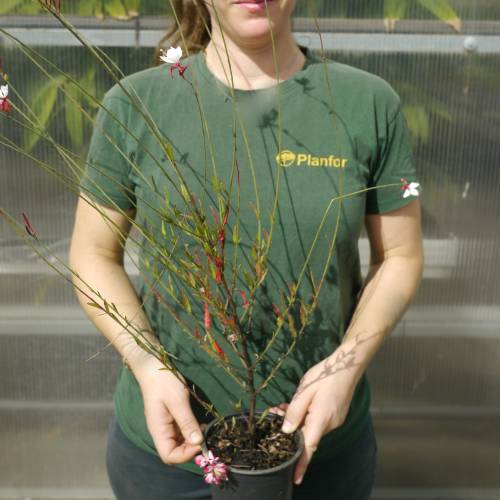 Gaura bicolore de Lindheimer