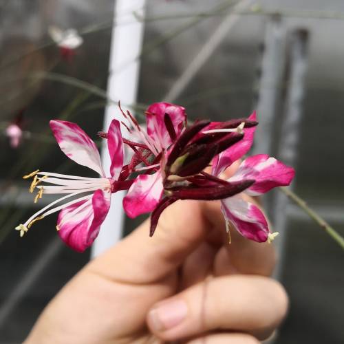 Gaura bicolore de Lindheimer