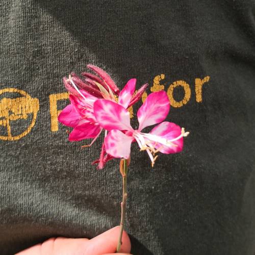 Gaura bicolore de Lindheimer