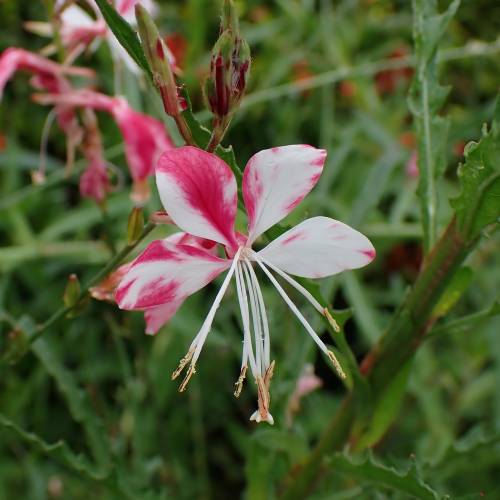 Gaura bicolore de Lindheimer