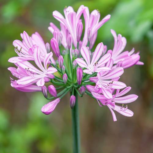 Agapanthe rose