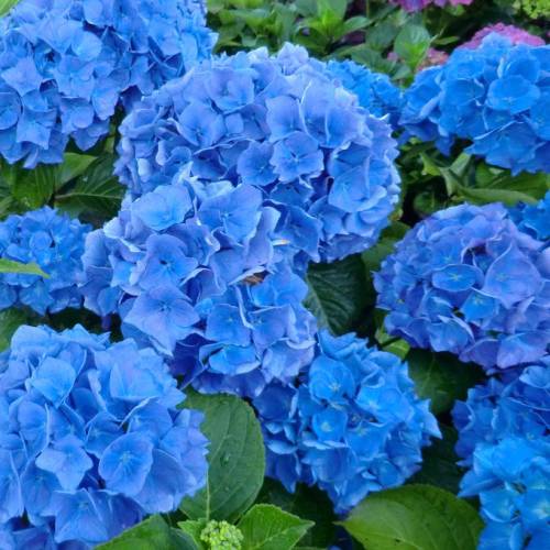 Hortensia bleu