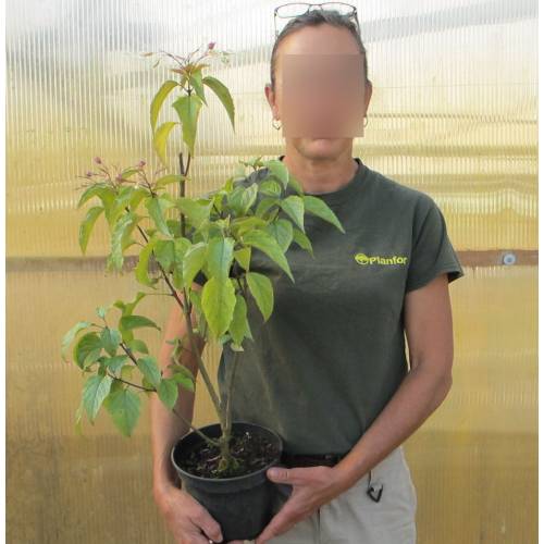 Arbre du clerg 'Fargesii'