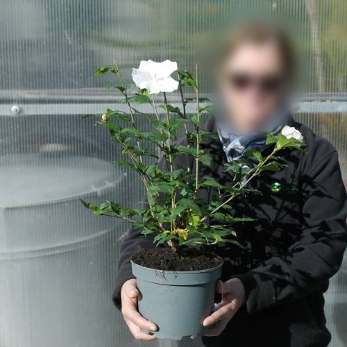 Hibiscus Blanc