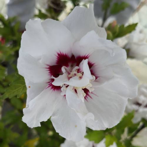 Hibiscus Blanc à Coeur rouge