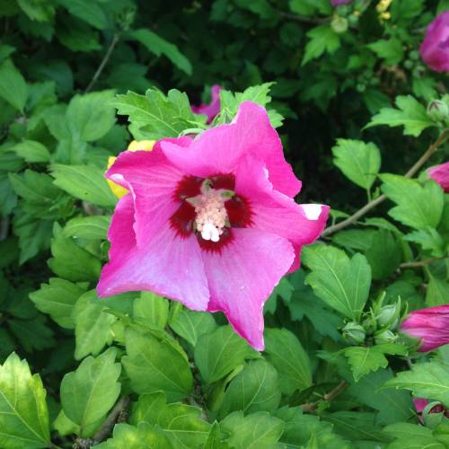 Hibiscus rose