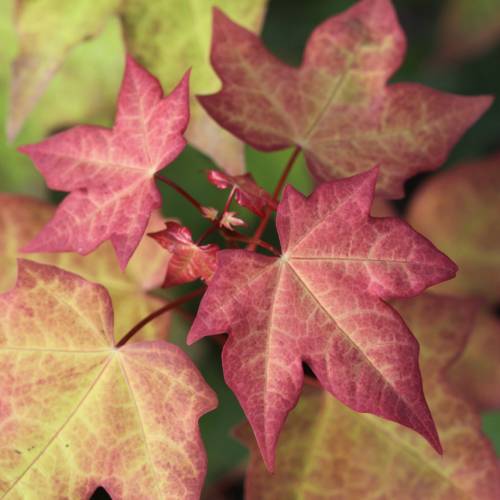 Erable de Cappadoce dor