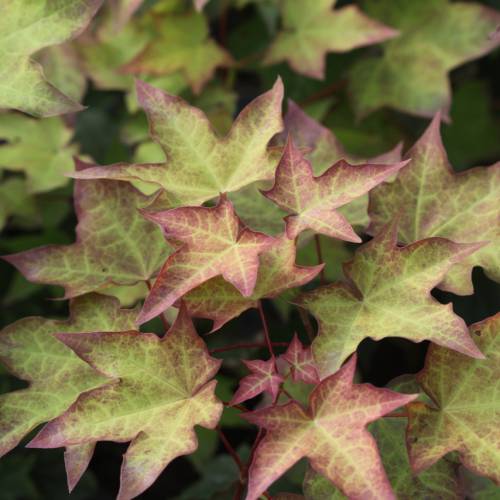 Erable de Cappadoce dor