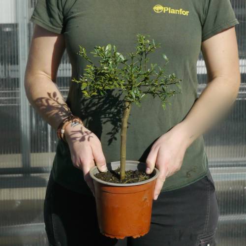 Citron caviar, Citronnier caviar