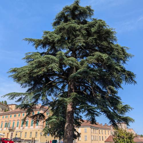 Cedrus atlantica Cedrus atlantica