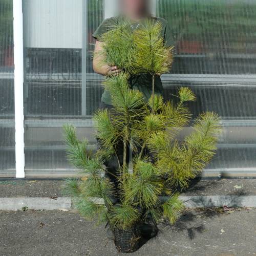 Pin pleureur de l'Himalaya