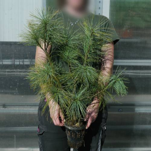 Pin pleureur de l'Himalaya