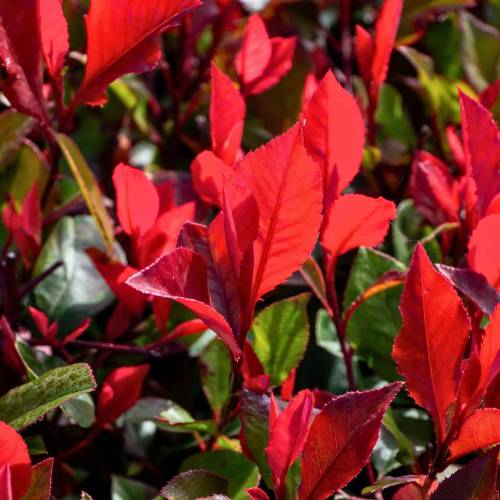 Photinia nain