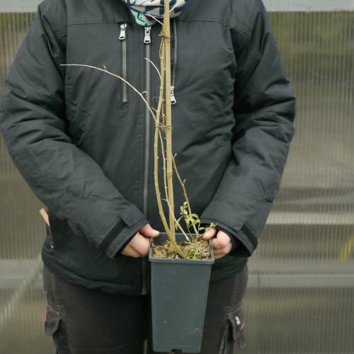 Goji ou Lyciet de Barbarie