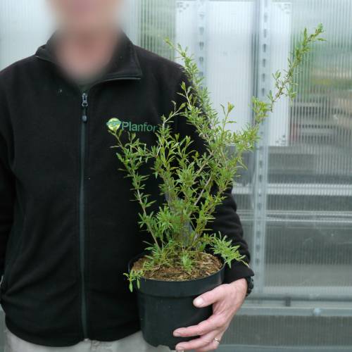 Goji ou Lyciet de Barbarie