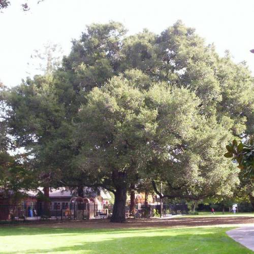 Chêne vert de Californie