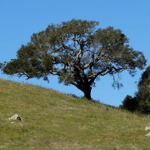 Chêne vert de Californie