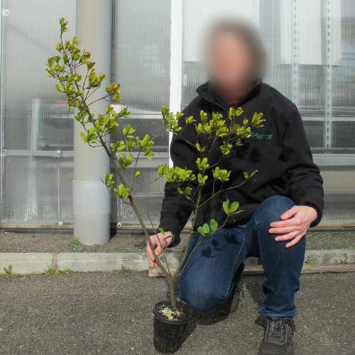 Ch�ne � feuilles de filaire