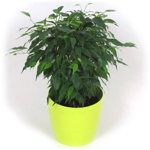 Ficus + Cache pot Lime