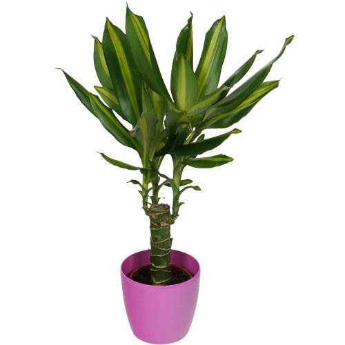 Dracaena Massangeana + Cache pot Rose