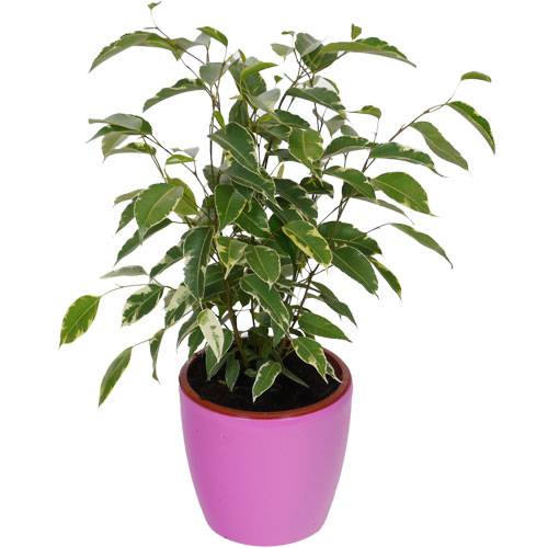 Ficus Golden King + Cache pot Rose