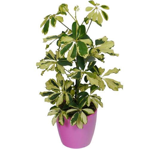 Schefflera Dalton + Cache pot Rose