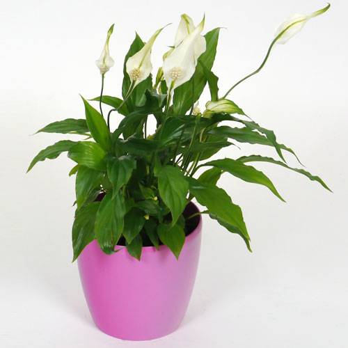 Spathiphyllum + Cache pot Rose