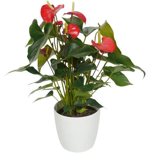Plante d'intérieur - Anthurium rouge +Pot Blanc : vente Plante d'intérieur  - Anthurium rouge +Pot Blanc /
