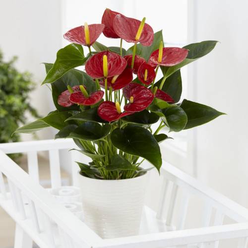 Plante d'intrieur - Anthurium rouge +Pot Blanc