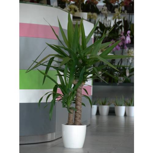 Plante d'intrieur - Yucca 2 Troncs + Pot Blanc