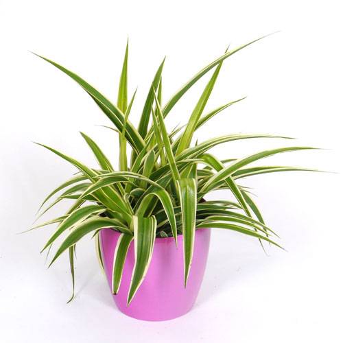 Chlorophytum Ocean + Cache pot Rose
