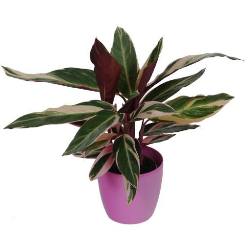 Calathea 'Triostar' + Cache pot Rose
