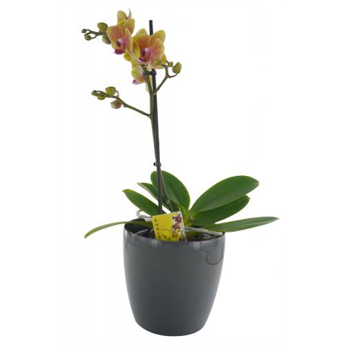 Phalaenopsis Orange + Cache pot Anthracite