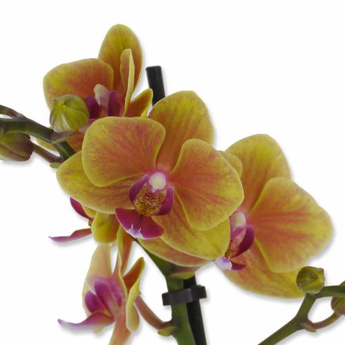 Phalaenopsis Orange + Cache pot Anthracite