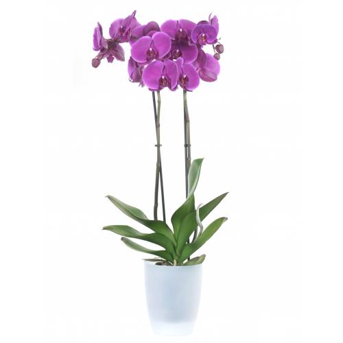 Orchidée Mauve + Cache pot Transparent : vente Orchidée Mauve + Cache pot  Transparent /