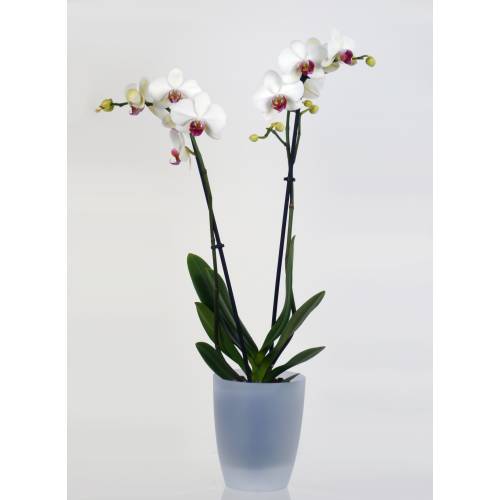 Orchide Blanche + Cache pot Transparent