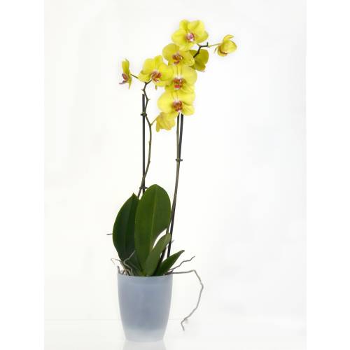 Orchide Jaune + Cache pot Transparent