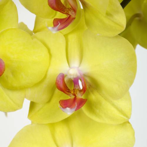 Orchide Jaune + Cache pot Transparent