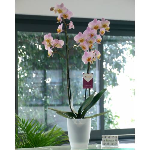 Terreau rempotage orchidees au meilleur prix
