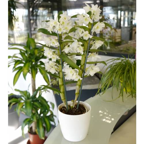 Dendrobium Blanc + Cache pot Blanc