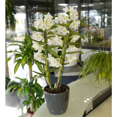 Dendrobium Blanc + Cache pot Anthracite