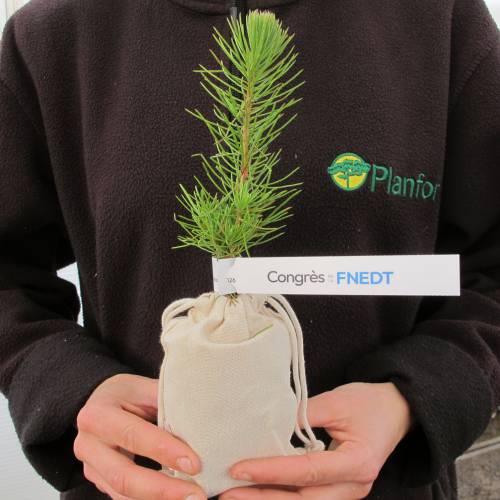 Arbre pour cadeaux d'affaires