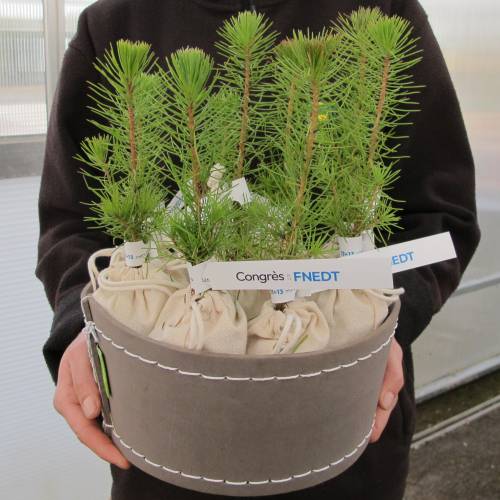 Arbre pour cadeaux d'affaires