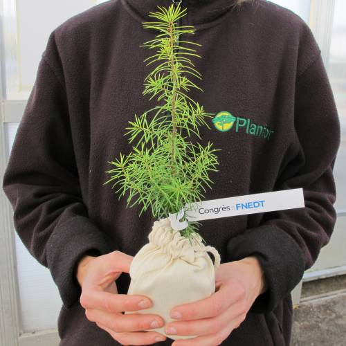 Arbre pour cadeaux d'affaires