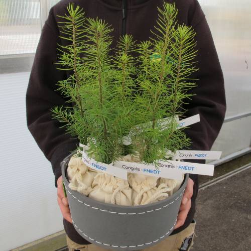 Arbre pour cadeaux d'affaires