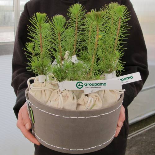 Arbre pour cadeaux d'affaires