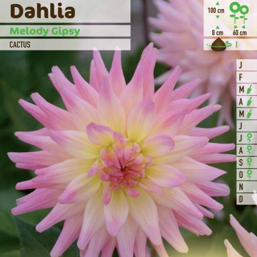 Dahlia Cactus 'Melody Gipsy'